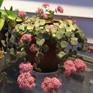 Meet your Posher, Dayana